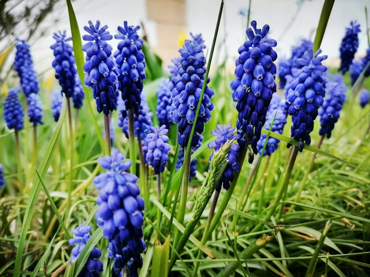 bunches of blue flowers with the stems turning to green