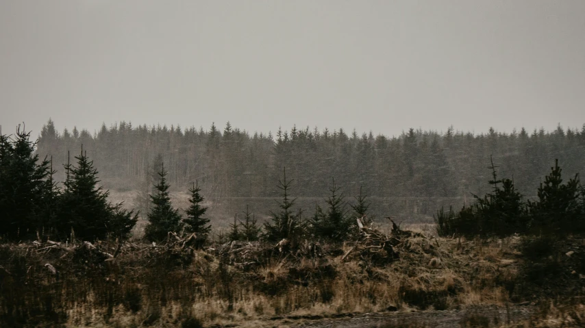 trees in the background are near a small forest