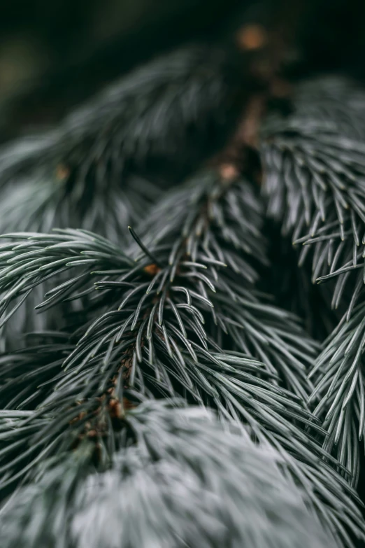 a close up po of pine needles and cones