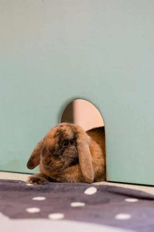 a small rabbit inside of a house