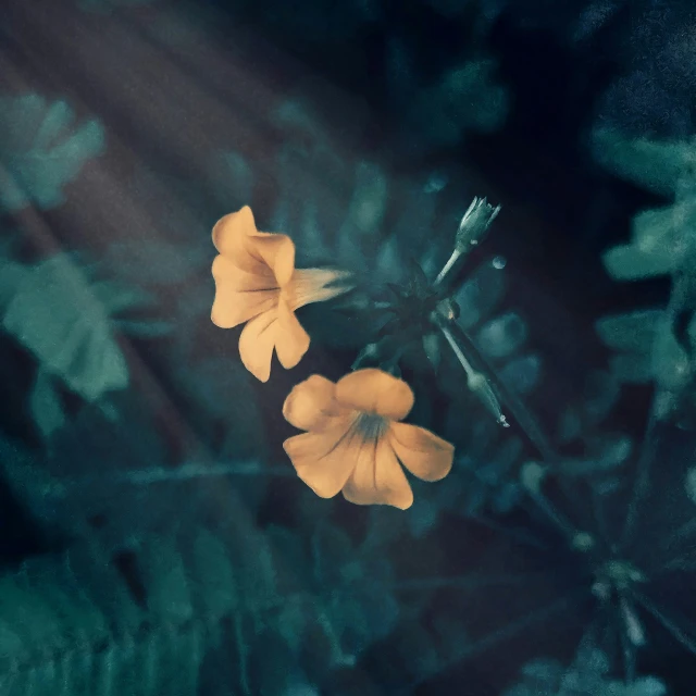 two yellow flowers on green leaves in a dark background