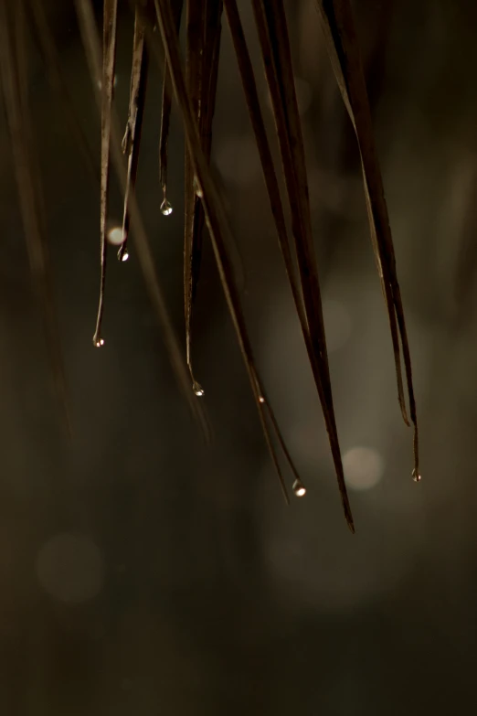 a nch covered in drops of water