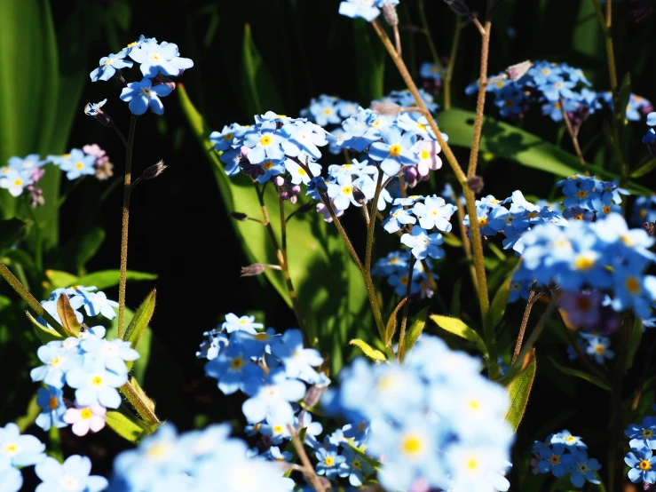 blue forgetlocks flowers are blooming in the grass