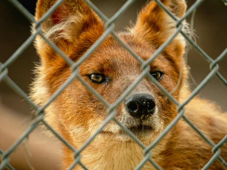 an adorable dog with blue eyes sitting behind a chain link fence