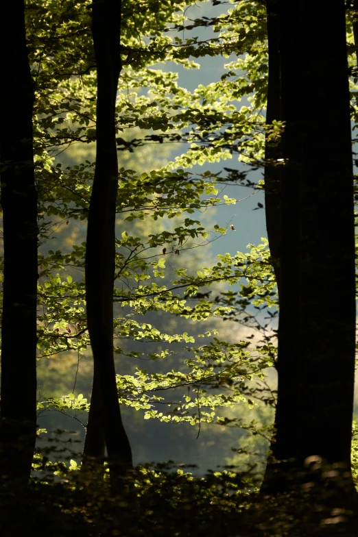 a view through two trees and leaves at the surface of the water