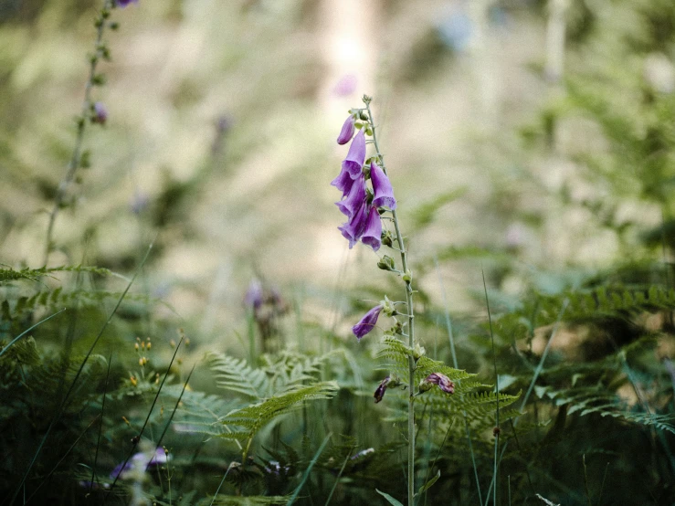 some wildflowers in a field of green and purple