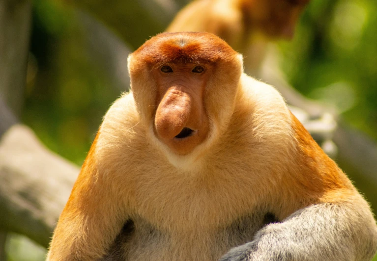 a close up view of a brown and white monkey
