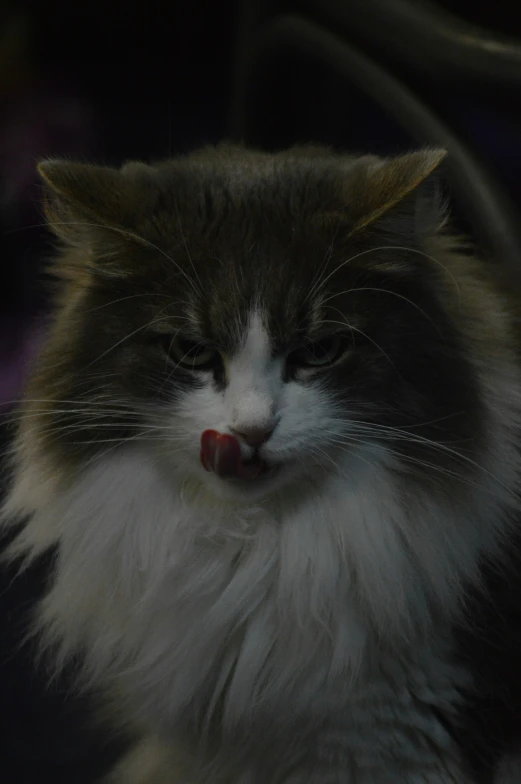 a close up s of a cat with soing in it's mouth