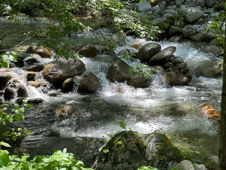 a creek is surrounded by lush green foliage