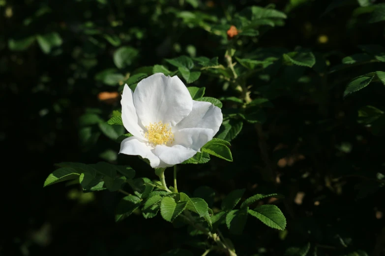 a flower with leaves in a dark room