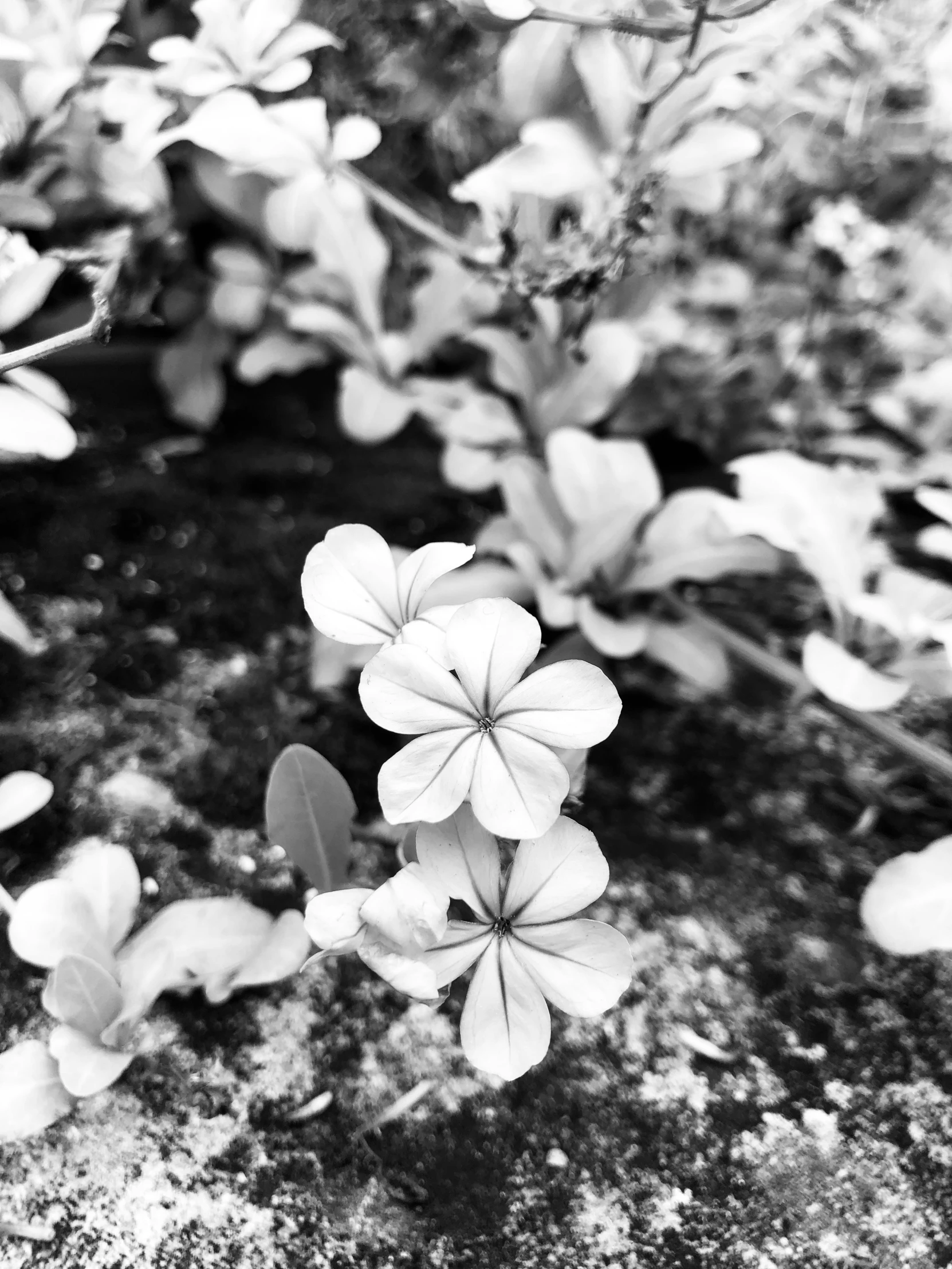 some flowers are growing on the rocks outside