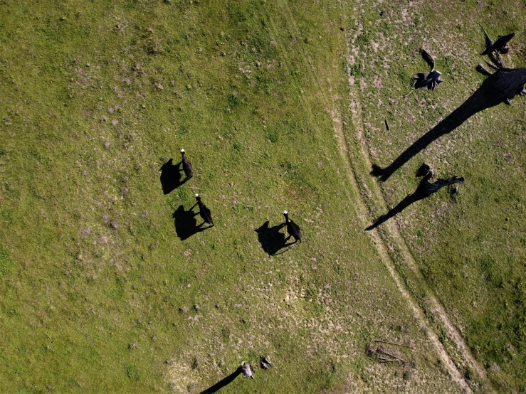 an aerial view of four horses standing in a grassy field