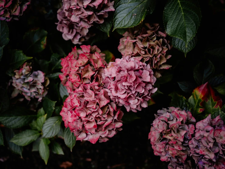 pink and white flowers are growing on the plant