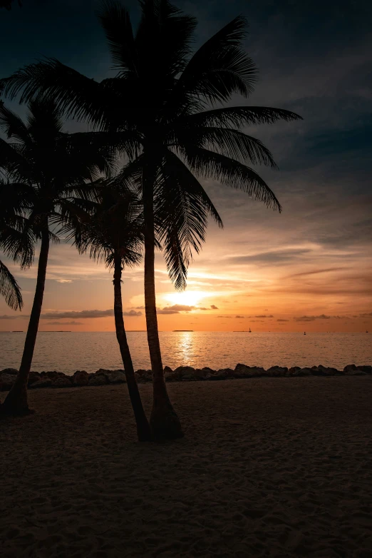 a tropical sunset with two palm trees in front