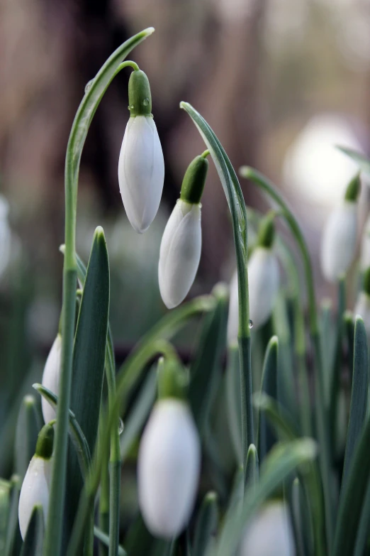 a close up of the stems and blossoms of a flower