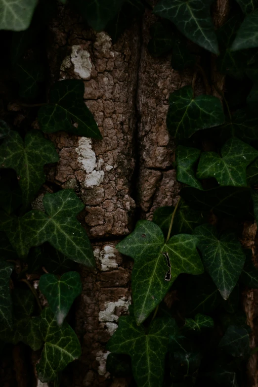 ivy growing on the bark of an old tree