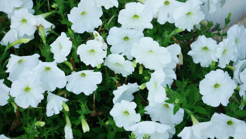 white flowers in the midst of a bush of green