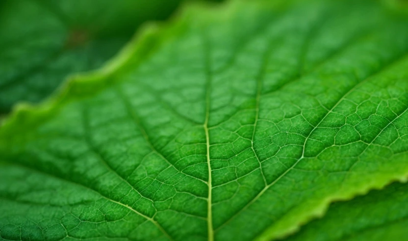 green leaves with thin strips and tiny scratches on them