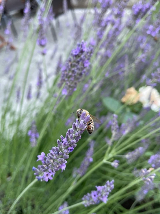 a purple flower is pictured with a bee in the background