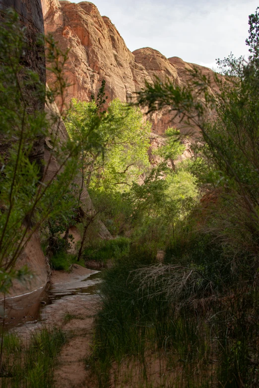 trees, rocks and water are visible in the sun