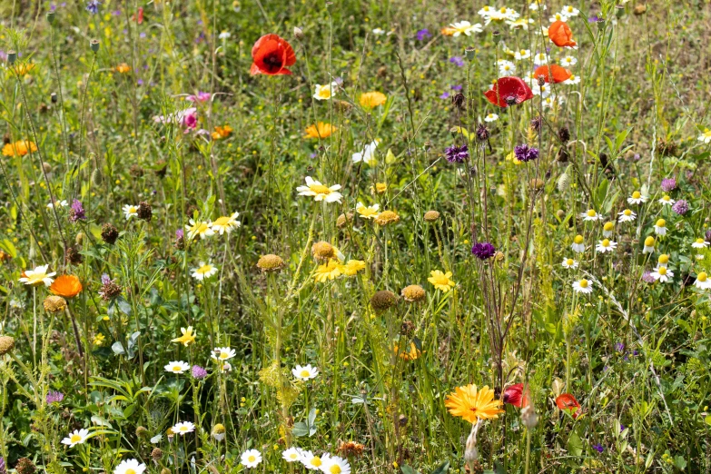 a field with colorful flowers and wildflowers