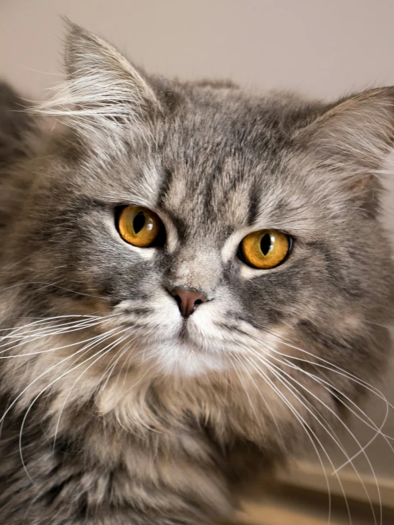 a gray and white cat with yellow eyes