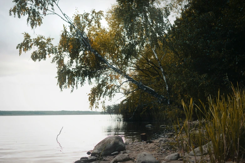 a body of water surrounded by grass and trees