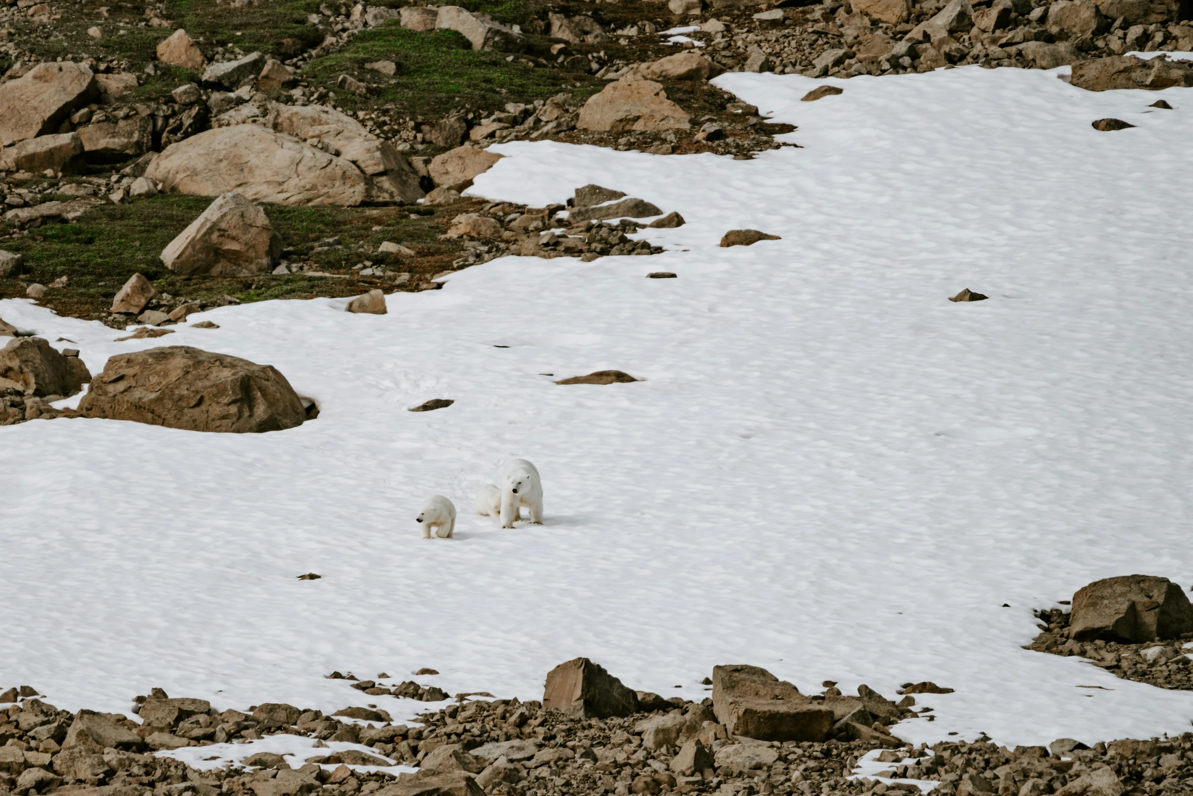 two white bears walking around the snow covered ground