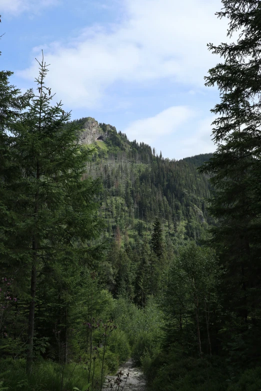 a river flowing through a lush green forest covered in lots of trees