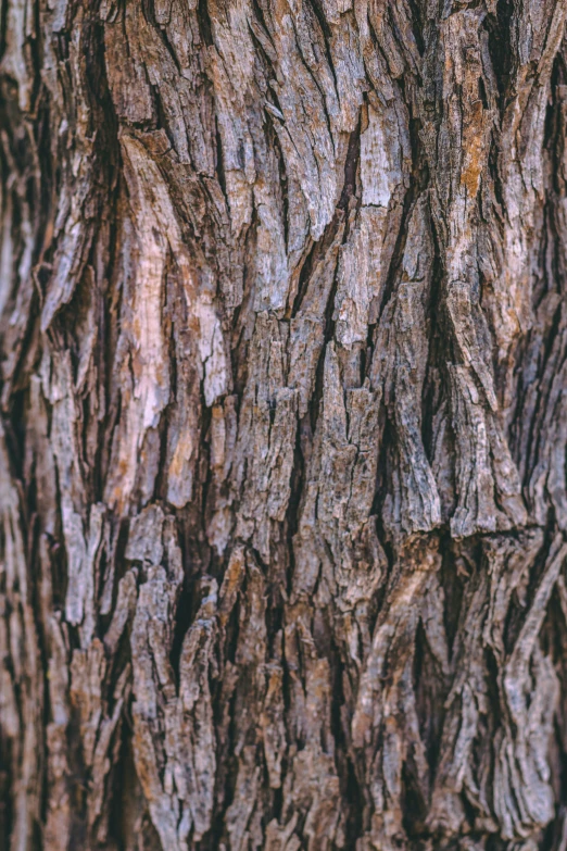 close up of the bark on a tree