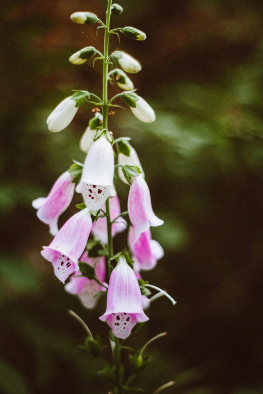 a close up of some white and pink flowers