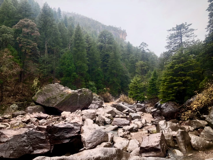 a rocky, rocky bank with trees on a foggy day