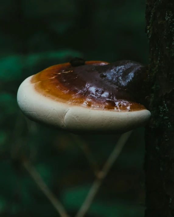 a white mushroom on a tree with dark chocolate paint