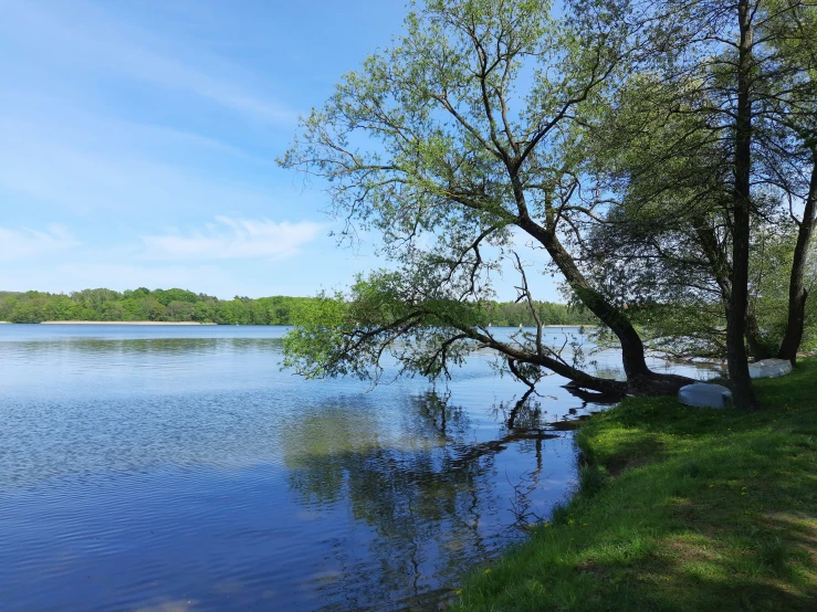 a single tree sitting next to a large body of water