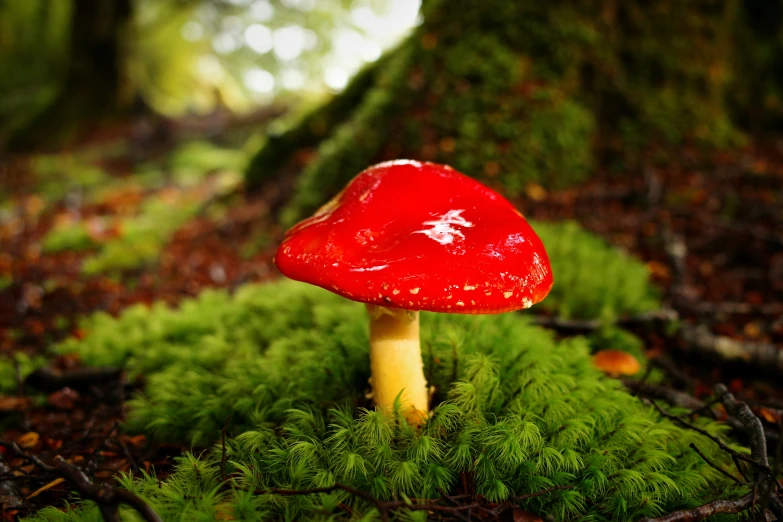 a small red mushroom sitting on top of a green patch of grass