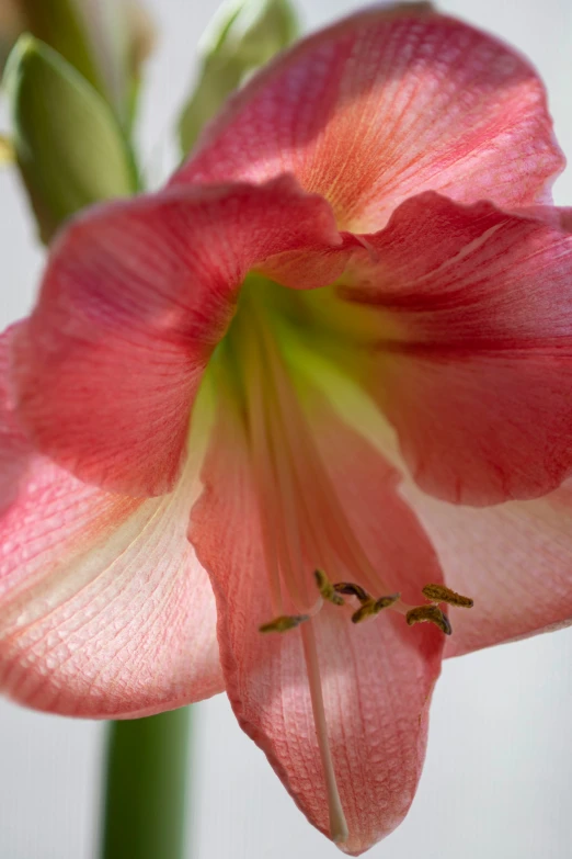 a pink flower in a glass vase with water