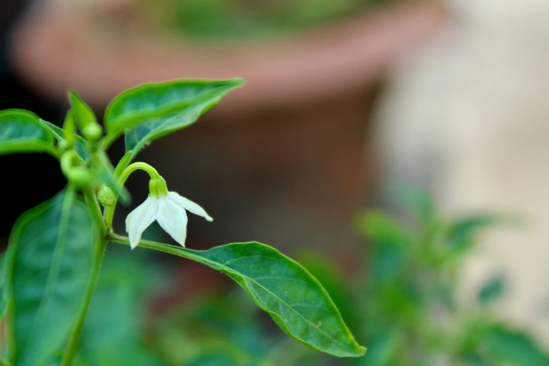 an up close view of a white flower