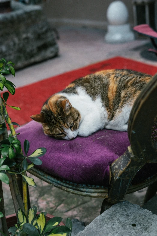 a cat laying on top of a purple cushion