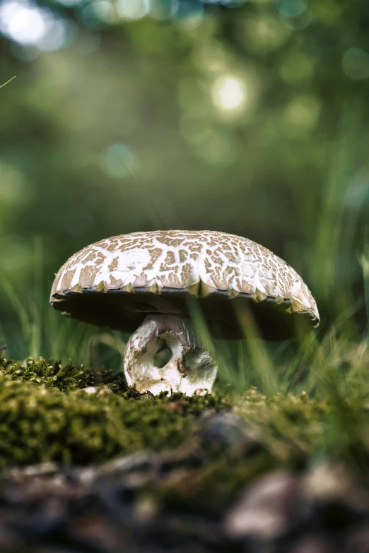 a small mushroom sits atop moss in a field