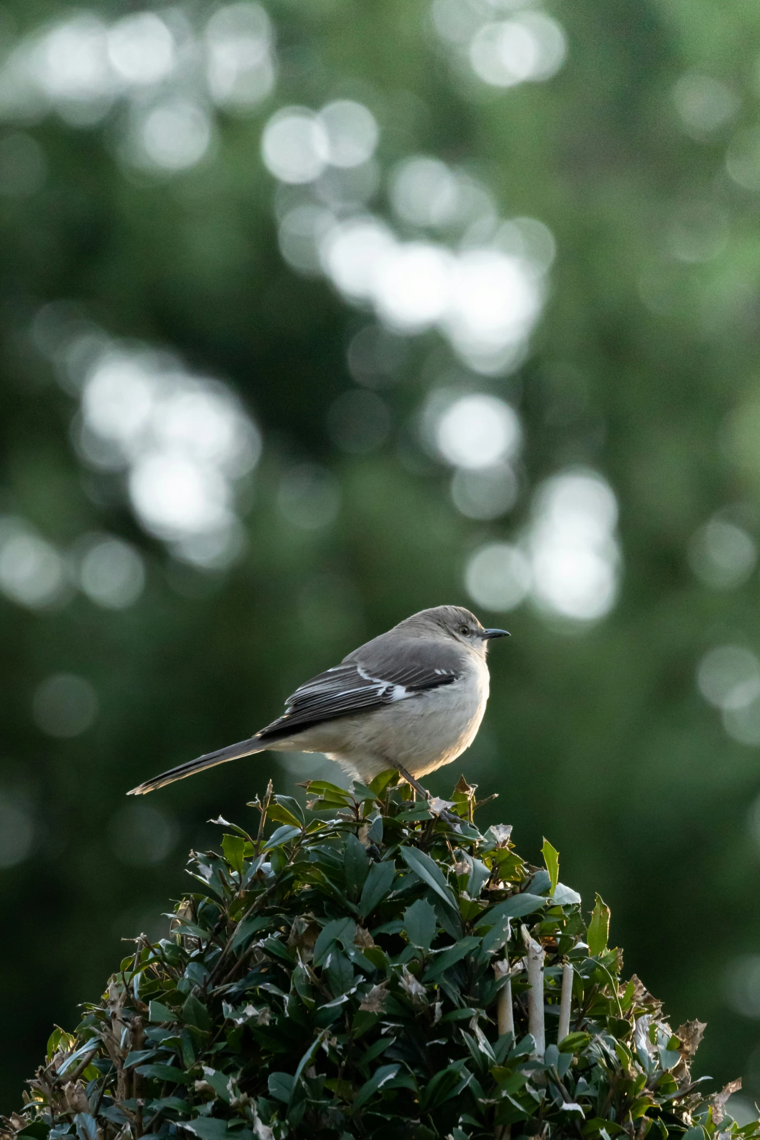 there is a small bird sitting on top of a bush