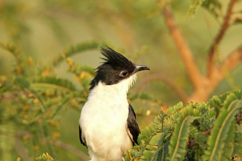 a bird that is perched on some vegetation