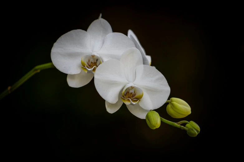 two white flowers, with one blooming and one budding