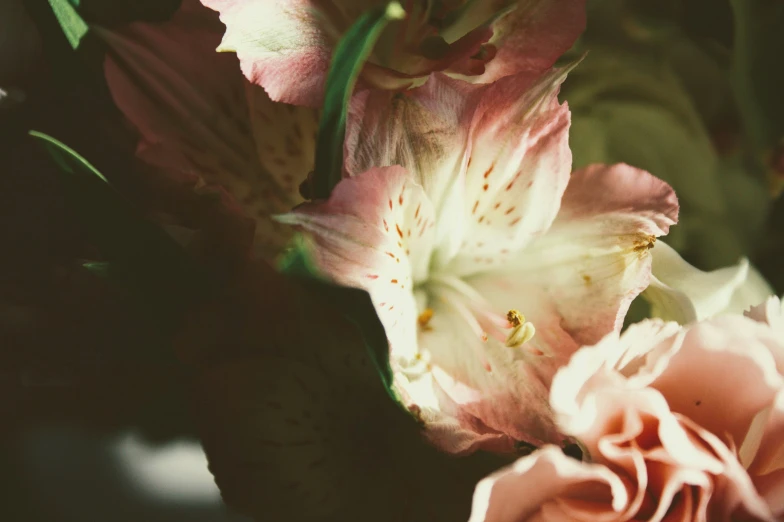 some pink and white flowers with green leaves