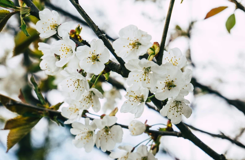 the flowers of a blooming cherry tree blossoming