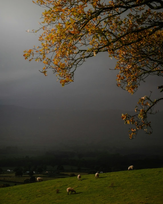 there are many animals in the field near a tree