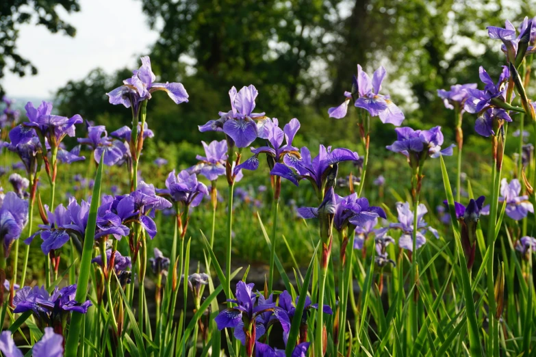 purple flowers blooming in the green grass