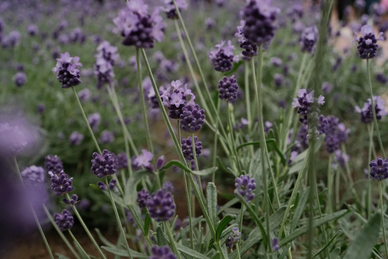 a lavender field in full bloom next to other plants