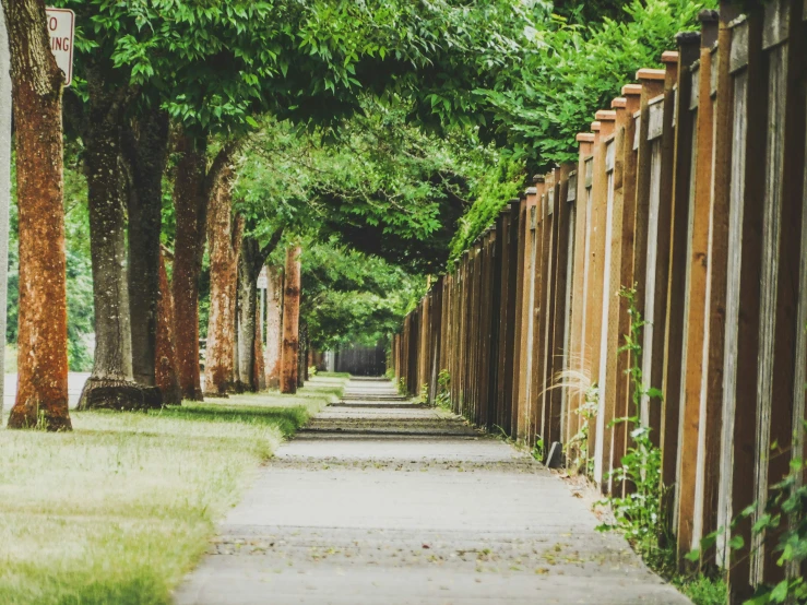 a sidewalk leading to several trees on either side