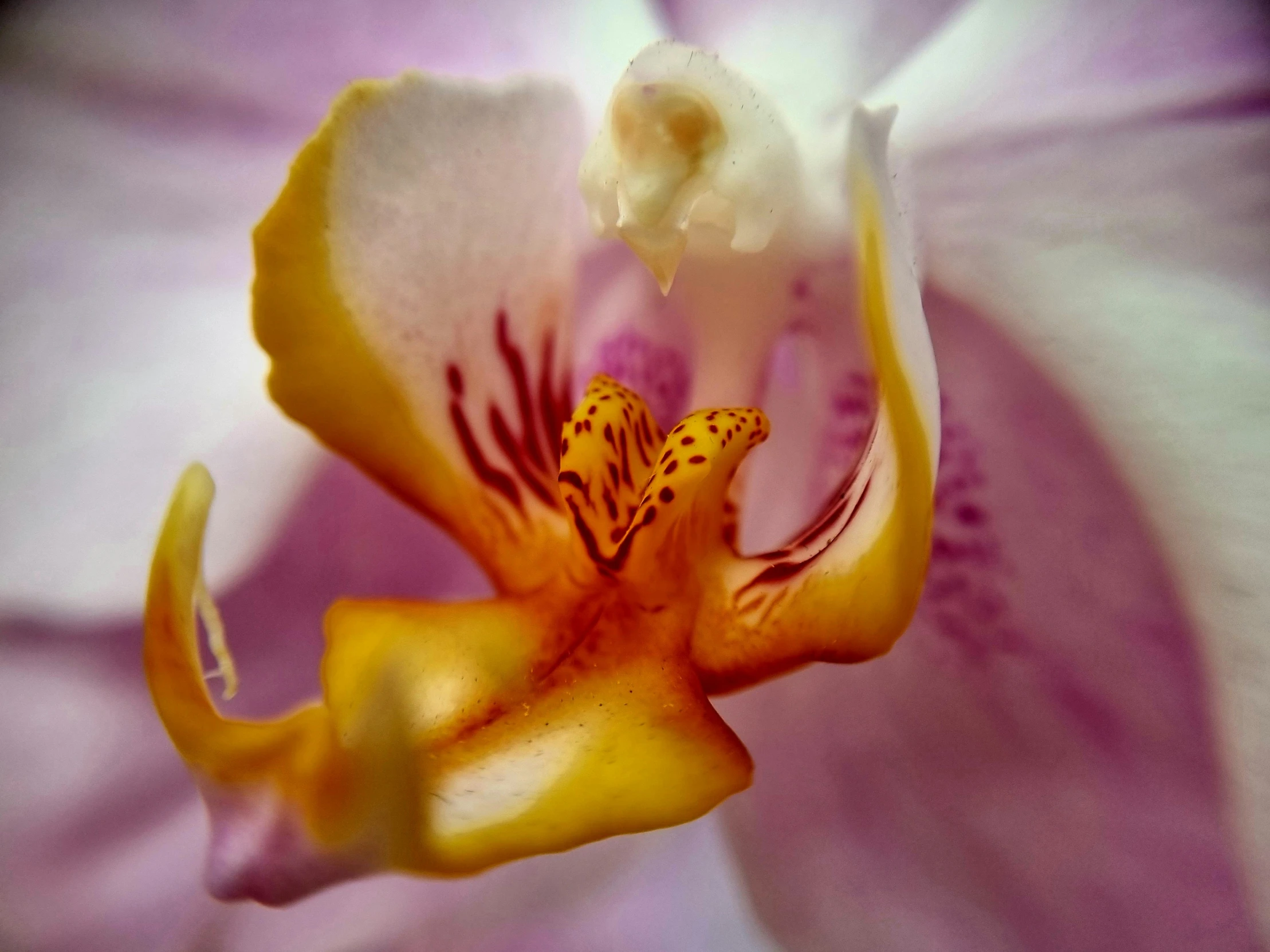 a close up po of the center part of a flower