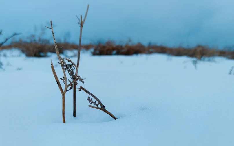 three sticks sticking out of the snow and there are some nches missing